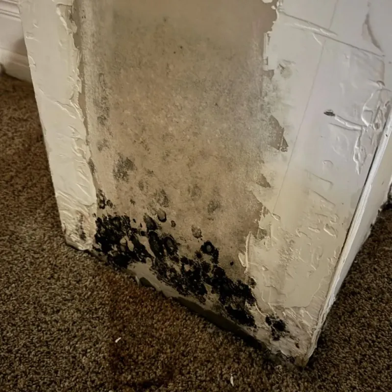 Professional Mold Removal in Loudon, TN